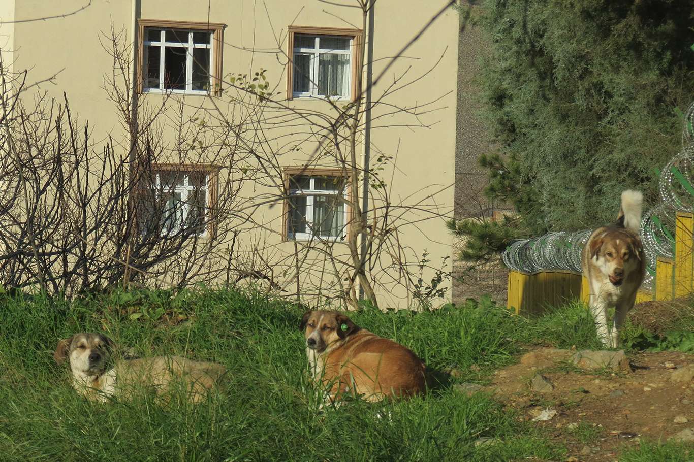Başıboş köpekler vatandaşı tedirgin ediyor Başıboş köpekler vatandaşı tedirgin ediyor